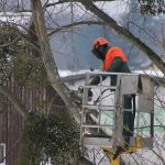 taille sévère des arbres