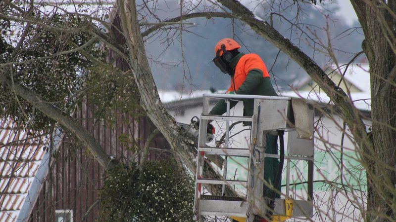 taille sévère des arbres
