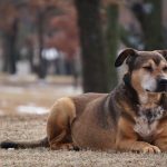 chien