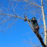 Les 4 bonnes raisons d'élaguer un arbre