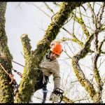 Faut-il débarrasser l’arbre des mousses et des lichens sur son tronc?