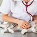 Est-il nécessaire de souscrire son animal de compagnie à un compte assurance?