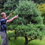 Tailler les arbres : les conseils utiles pour obtenir de bons résultats