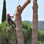 Travaux d’élagage d’arbre : quelques points à retenir pour les réussir