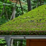 Comment stopper l’expansion des mousses et des lichens sur sa toiture?