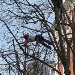 Réussir l’élagage de vos arbres : 4 conseils