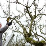 Entretien des arbres en hiver : quelles actions à mettre en œuvre?