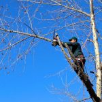 L’émondage d’arbre : une notion à retenir