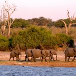 Les infos à savoir avant de partir en voyage safari au Kenya