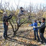 L’éclaircissage des arbres fruitiers : en quoi consiste-t-il?