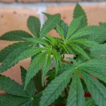 Où acheter la meilleure fleur de CBD en ligne?