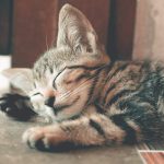Top 10 des plus belles races de chat à travers le monde